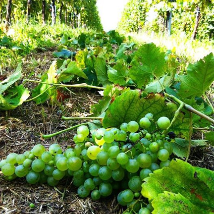 deleafing vineyard vine prosecco
